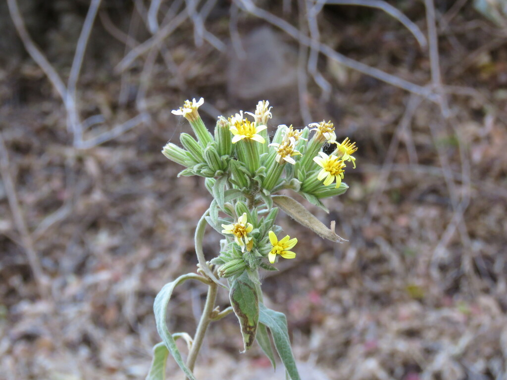 Trixis haenkei