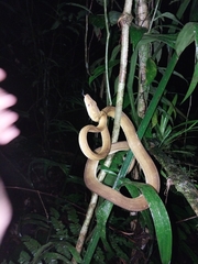 Corallus ruschenbergerii