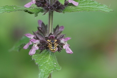 Anthidium