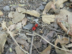 Dasymutilla erythrina