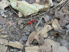 Dasymutilla erythrina