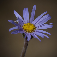 Felicia rosulata