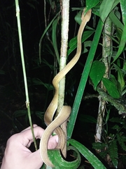 Corallus ruschenbergerii
