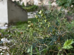 Sarcopoterium spinosum