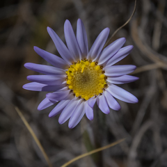 Felicia rosulata