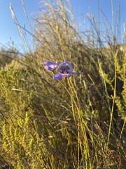 Disa graminifolia