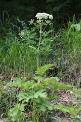 Heracleum sphondylium pyrenaicum