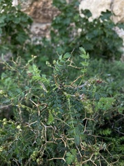 Sarcopoterium spinosum