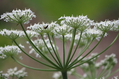 Heracleum sphondylium pyrenaicum