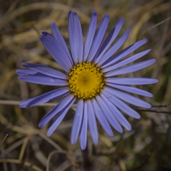 Felicia rosulata