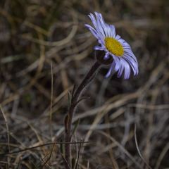 Felicia rosulata