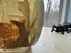 Eubranchipus vernalis