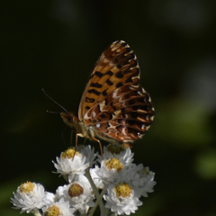 Boloria chariclea