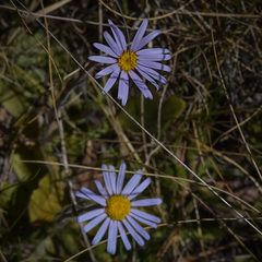 Felicia rosulata