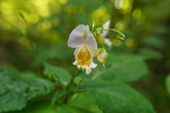 Impatiens edgeworthii