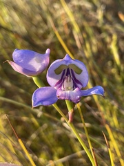 Disa graminifolia
