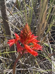 Disa ferruginea