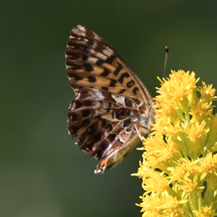 Boloria chariclea
