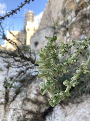 Verbascum sinaiticum