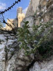 Verbascum sinaiticum
