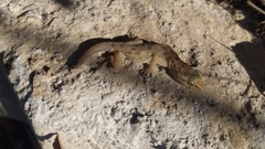 Hemidactylus kushmorensis