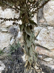 Verbascum sinaiticum