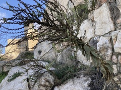 Verbascum sinaiticum