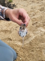 Peromyscus gambelii