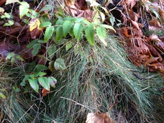 Festuca