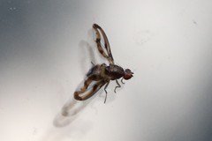 Toxonevra muliebris