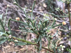 Genista tridentata