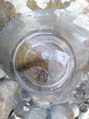 Rhinogobius candidianus