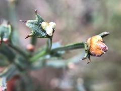 Genista tridentata