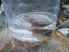 Rhinogobius candidianus
