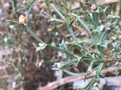 Genista tridentata