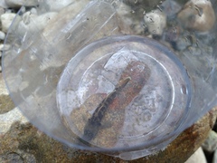 Rhinogobius candidianus