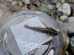 Rhinogobius candidianus