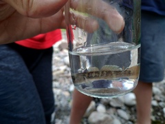 Rhinogobius candidianus