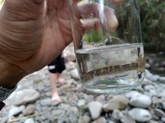 Rhinogobius candidianus