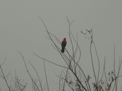 Amblyramphus holosericeus