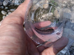 Rhinogobius candidianus