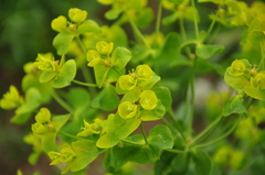 Euphorbia virgata