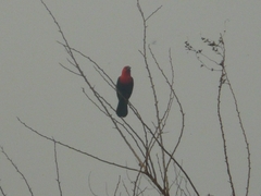 Amblyramphus holosericeus