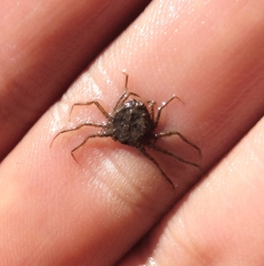 Hymenosoma orbiculare