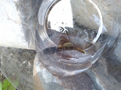 Rhinogobius candidianus