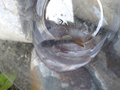 Rhinogobius candidianus