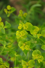 Euphorbia virgata