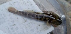 Rhinogobius candidianus