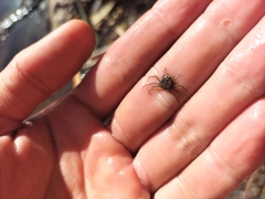 Hymenosoma orbiculare