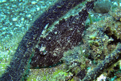 Acreichthys tomentosus